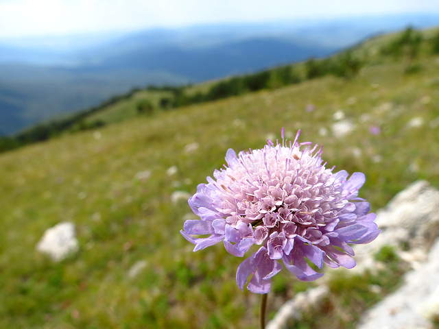цветы Крымских гор